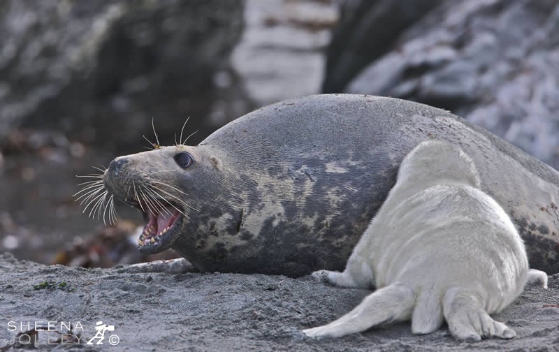 Fight for Survival.jpg -  I photographed these Grey Seals in October on the islands off the west of Ireland. The pups are born on the rocky shore in the autumn and spend a few months there before going to sea. The mothers are very protective of their pups and warn off any other female that gets too close.